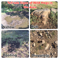 Tell-Tale Signs Of Wild Hogs In The Area