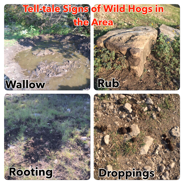Tell-Tale Signs Of Wild Hogs In The Area