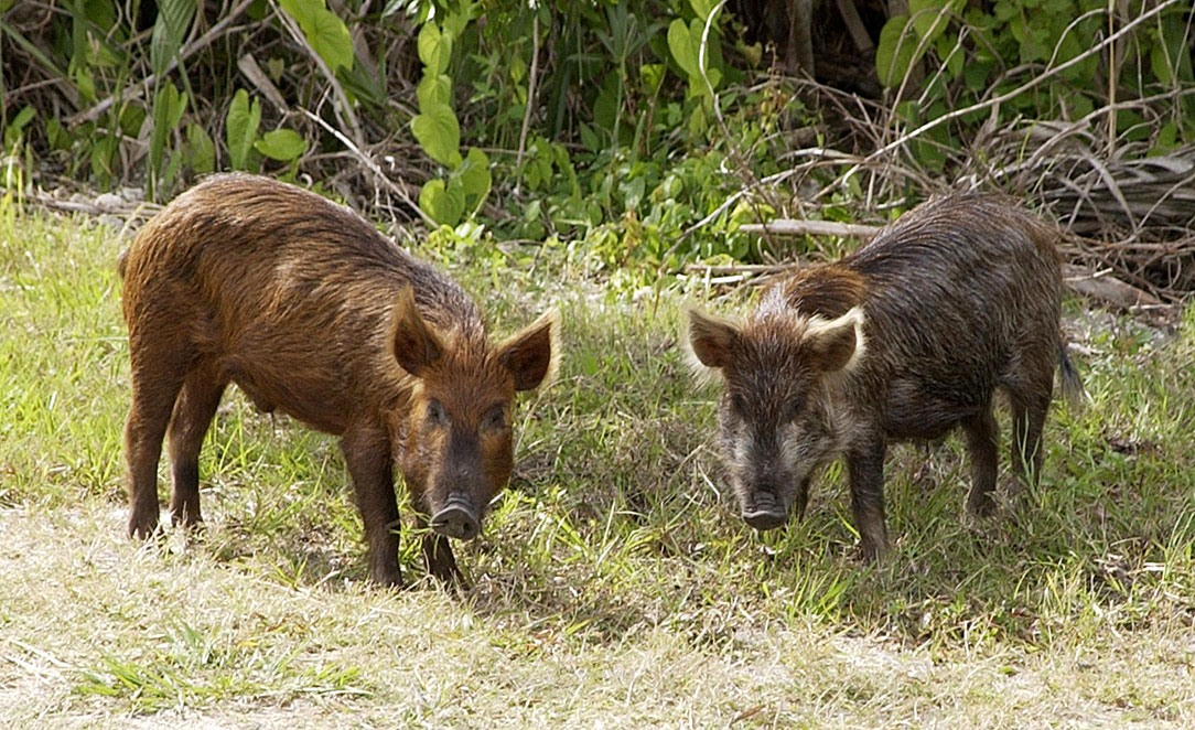 Wild Pig Hunting