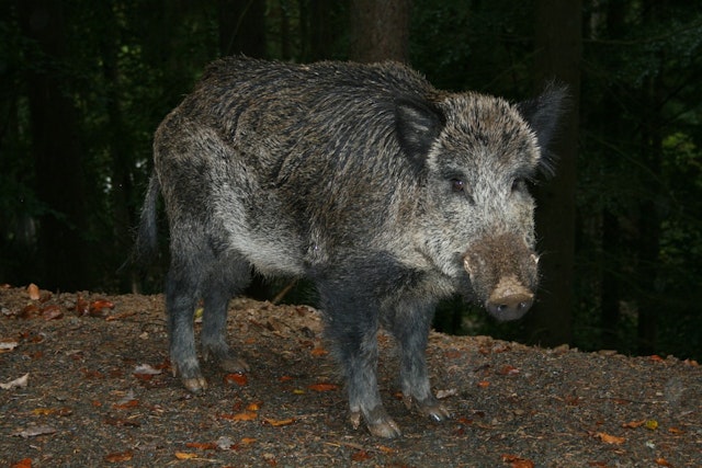 How to field dress a hog
