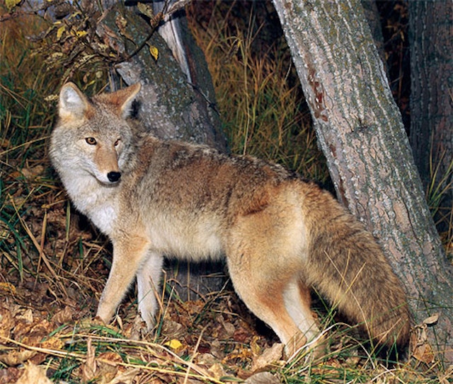 Tips and Techniques for Hunting Coyotes at Night - Coyote Light