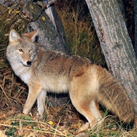 varmint hunting at night