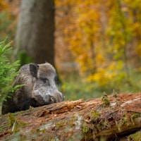 Feral Hogs Are Hard to Hunt