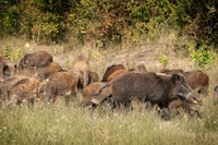 Feral Hog and Piglets
