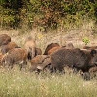 Feral Hog and Piglets