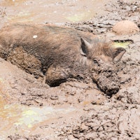 Feral hogs carry diseases which can be transmitted to humans