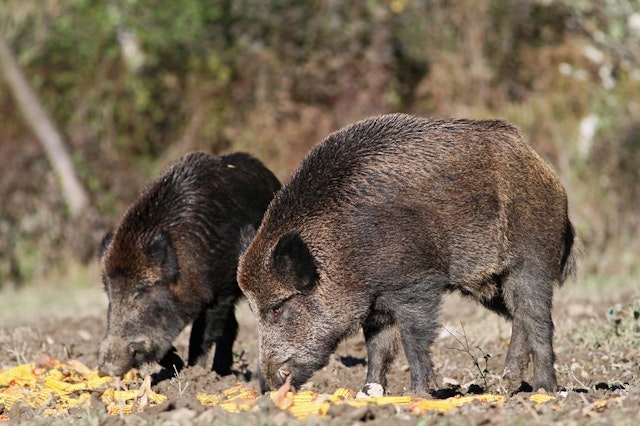 Feral hogs in a field