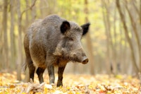 Feral hogs are aggressive creatures with excellent hearing