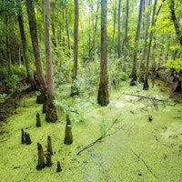 Louisiana swamp