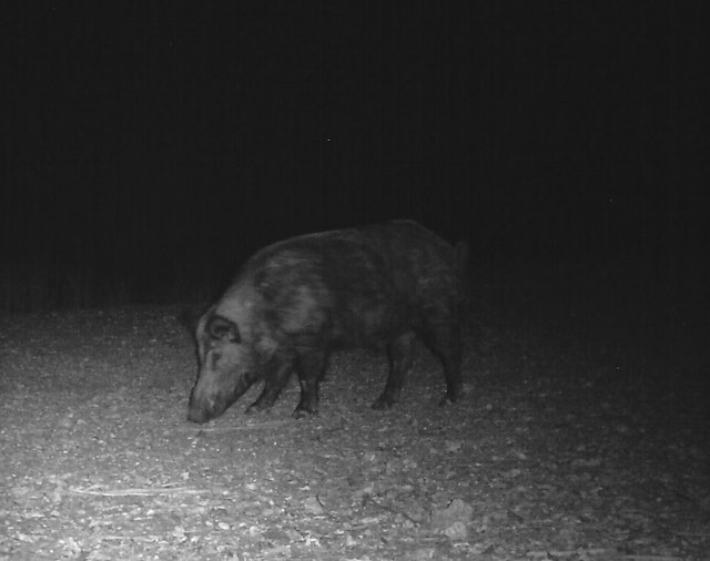 Wild hog at night