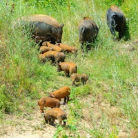 Feral hog family