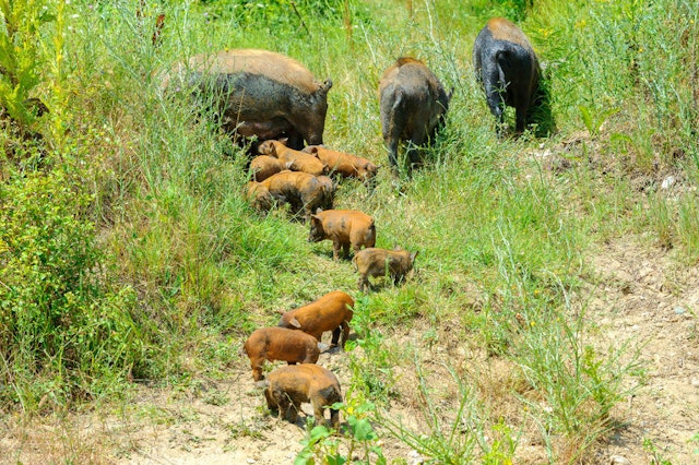 Feral hog family