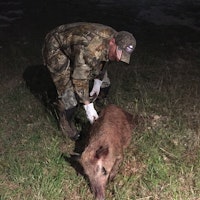 Protect yourself from wild hog disease