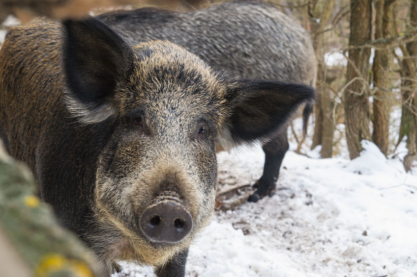 DIY Hog Hunting Bait | Tips and Tricks