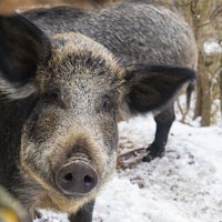 Hogman Outdoors DIY Hog Hunting Bait