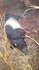 Tyler county sow