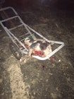 hog on a cart