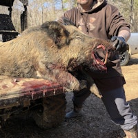 Hog hunting