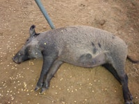 Grey hog down