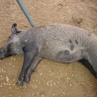 Grey hog down