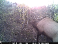 Nice elk on remote mountain trail
