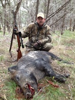 Spooked this boar up from his mid-morning nap in a cedar thicket while walking back to camp after my morning deer hunt on 12-27-14. Eye to eye combat at 7 yards and dropped him with a single shot to the head with my 25-06. Although I did put a 2nd round in him for good measure!